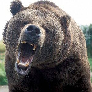 Hier steppt der Bär 