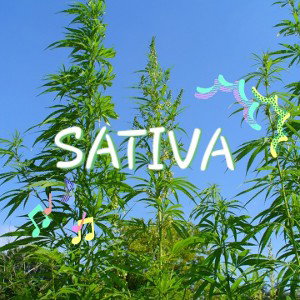 Sativa Freestyle