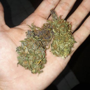 D - OG KUSH