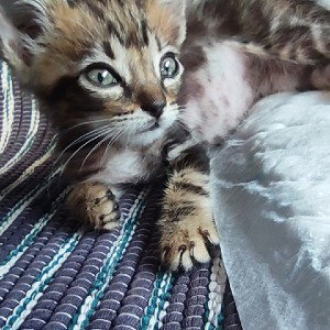RiMa De COSiMa⭐HAT£R⭐Colaboración⭐El NiÑo GRaNd£⭐