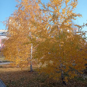 части и счастлив 