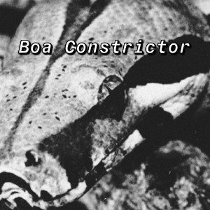 Boa Constrictor 