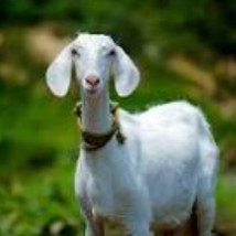 GOAT