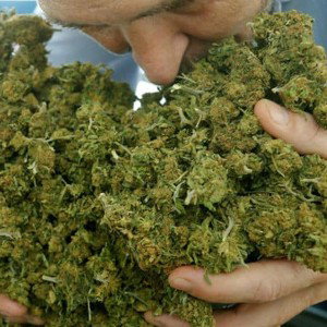 sweet marijuana