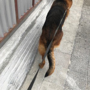 Cargando 