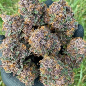 CITRUS Vic mix