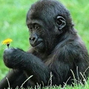 knock monkey off your back 