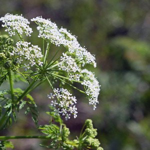 CicutA.