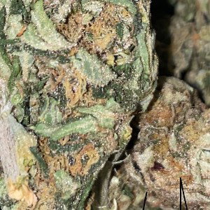 NO GAMES (00:04)
