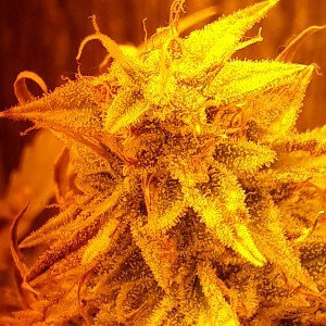 Sativa (Freestyle)