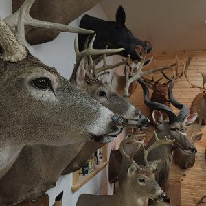 taxidermy 