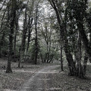 Muzyku - Malo malo