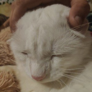 бывший кот