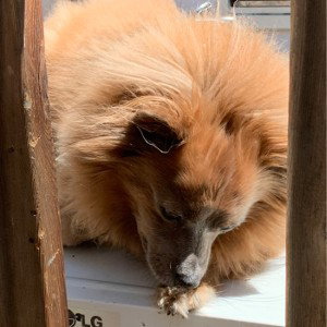 Pomeranian Raps