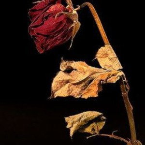 Flor sin pétalos