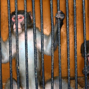 monkeybars#