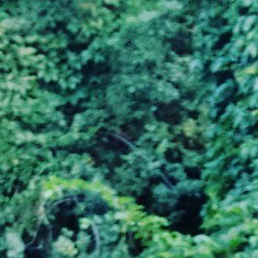 Atom___weeds