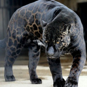 ramba
