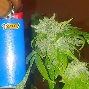 WEED 