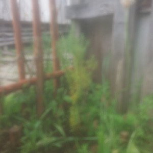 plantas