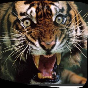 Le_tigre_n_est_pas_un_chat