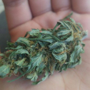 Cachorro BC 🇲🇽 [ Natural ]👽