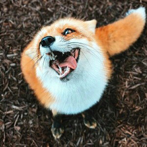 Mr_Max_Wolf_____лирика