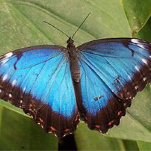 🦋SCHMETTERLING🦋