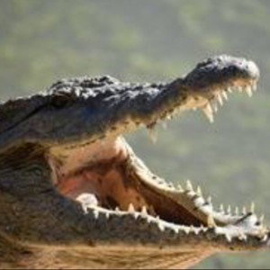 Freestyle #1 : Alligator 
