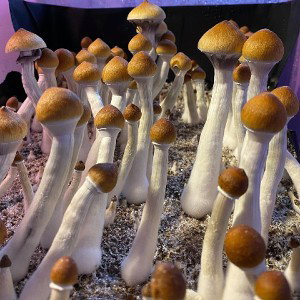 Mushroom fanatic