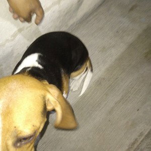 tranquilo con mi can