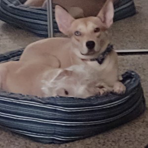 [MOOD] I Love My Dogs (Pt 1)