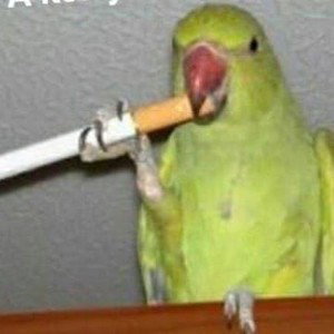 Дич