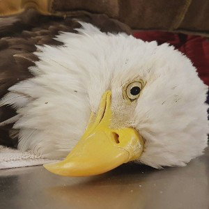 Francedeux - aigle dans angle mort