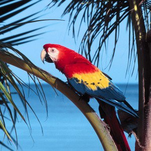 Tropical Parrot                  