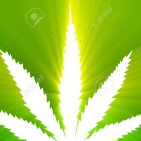 mariguana legal🌱🇦🇷💎💎💎💎