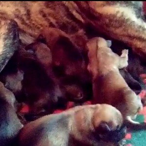 Luna y sus cachorros