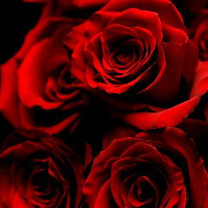 Smoke_Roses Freestyle 