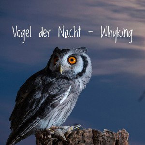 Vogel der Nacht - Whyking