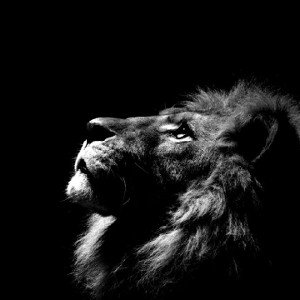 Deseze37 - Mufasa