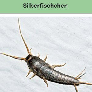 Stinke Pimmel #Silberfischchen