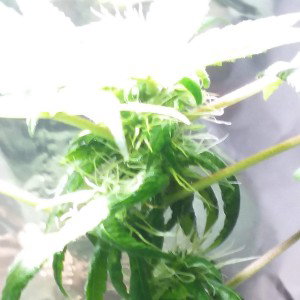 OGTHEKUSHMAN..The Mah-goo 
