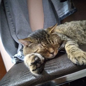                               kat
