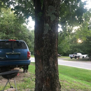 Tree baby