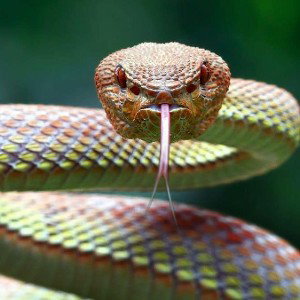 snake 
