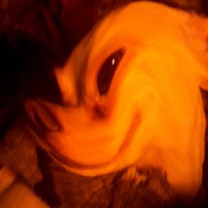 smilyng dog 