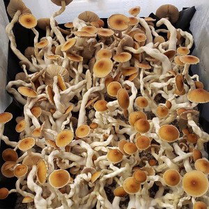 Mushie Mountain