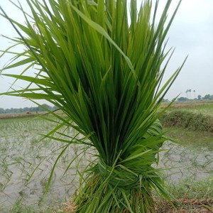 Success =Bhuggol kr 