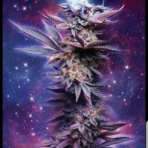 roll up #skeeter 