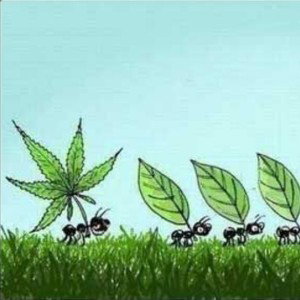 ПОЗИТИВ